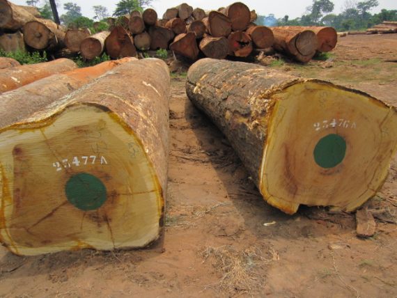 Iroko-Wood-Logs-570x428-1