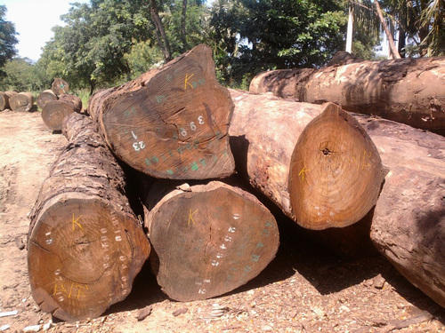 tali-wood-logs-1525081650-3815274