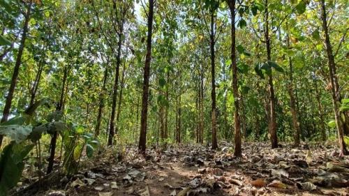 Differences between Teak and Mahogany wood